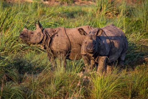 Crisis To Biological Management Rhinoceros Grassland And Public