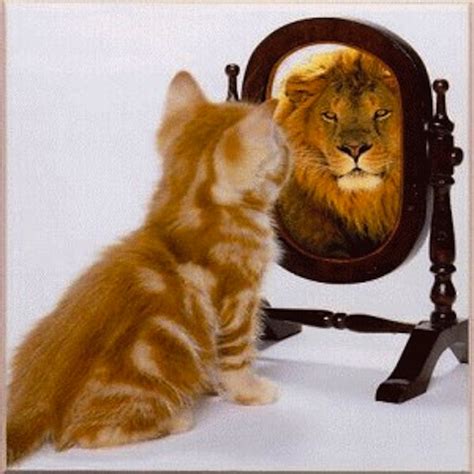 Cat Sees Lion Mirror Paul Chek S Blog