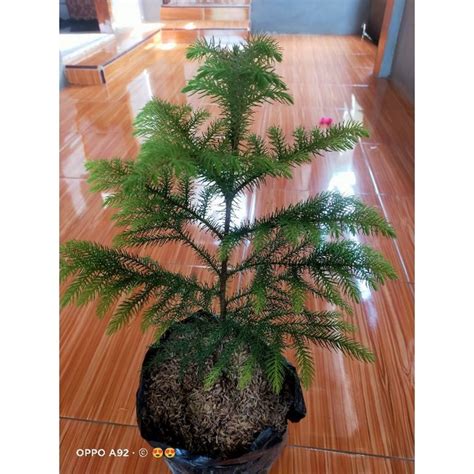 Jual Tanaman Cemara Norfolk Pentris Tinggi 30 Cm Indonesiashopee Indonesia