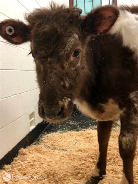 Four Calves Rescued From The Dairy Industry Find Sanctuary Farm Sanctuary