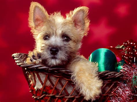 Cute Christmas Dogs Awesome Wallpapers