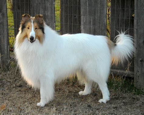 What A Gorgeous White Fur Rough Collie Sheltie Dogs Collie Dog