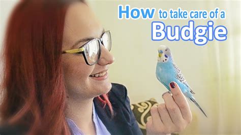 How To Take Care Of A Budgie Parakeet All The Basics And More Youtube