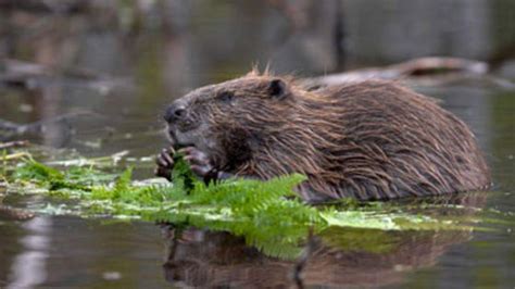 beaver bites man to death in belarus attack world news sky news