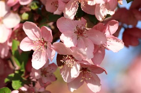 Free Picture Spring Blossoms Pink Petals Cherry Tree