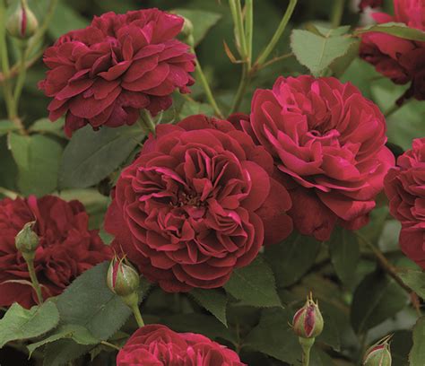 Top 6 Red Roses For The Garden The English Garden