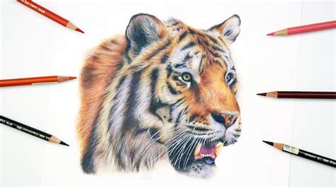 Would you like to draw a ferociously adorable baby tiger? HOW TO DRAW A REALISTIC TIGER | Colored Pencil Tutorial (With images) | Animal drawings, Color ...