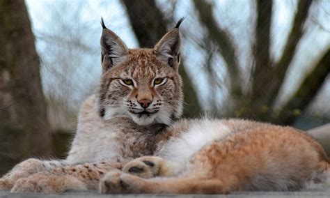 Lynx Escapes From Borth Wild Animal Kingdom Daily Mail Online