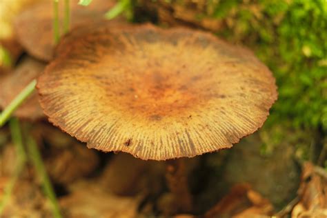 8 Most Poisonous Types Of Mushrooms Worldatlas