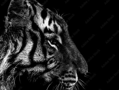 Black And White Tiger Portrait In Detail Stock Photo Adobe Stock