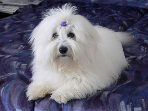 Coton De Tuléar Coton De Tulear Chovzvířatcz