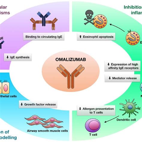 Mechanism Of Action And Therapeutic Effects Of Omalizumab The