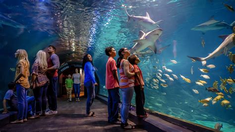 A Guide To Adventure Aquarium — Visit Philadelphia
