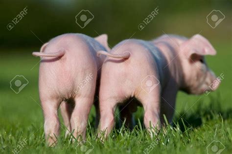 Image Result For Pig Rear View Pig Rearing Pig Animals