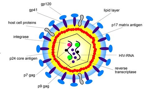 Structure Of Hiv Virus Diagram