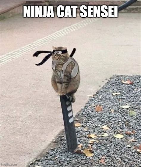 Ninja Cat Meme