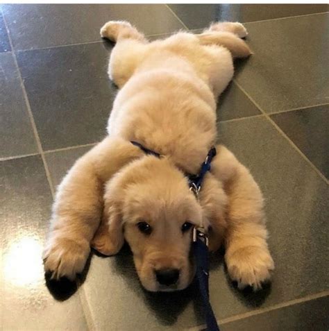 14 Funny Pictures Of Golden Retrievers To Make You Laugh Page 2 Of 3