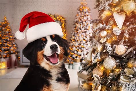 Adorable Bernese Mountain Dog With Santa Hat In Room For Christmas