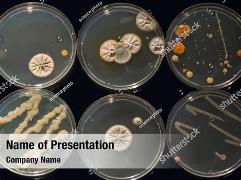 Microbiology Growing Petri Dish Powerpoint Template Microbiology