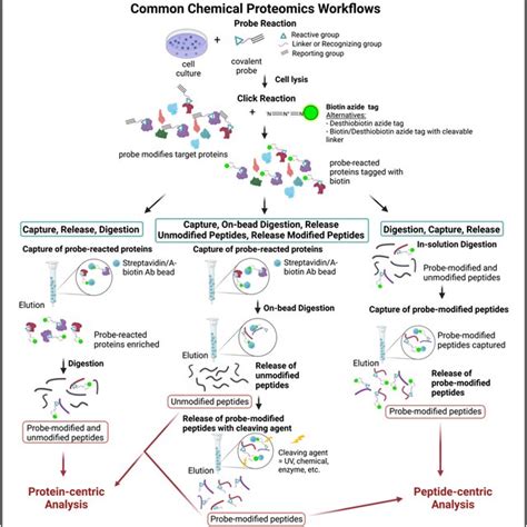 Common Workflows For Protein‐centric And Peptide‐centric Chemical