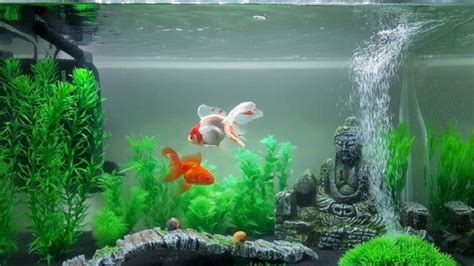 40 Gallon Goldfish Tank 5 Important Notes You Should Know