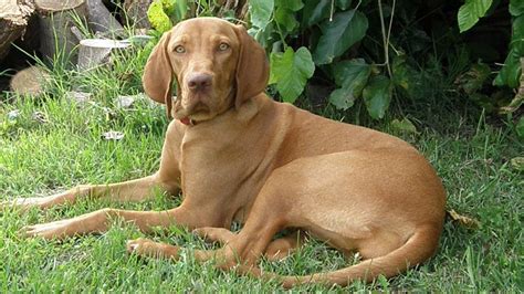 Vizsla Dog Breed Information Temperament And Facts Petmoo