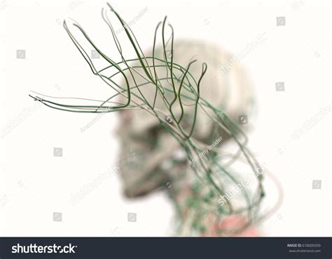 Anatomy Illustration Showing Lymph Nodes Hands Stock Illustration