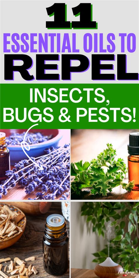 11 Essential Oils That Repel Bugs Insects And Pests Naturally Artofit