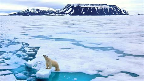 ¿es Realmente Responsable El Cambio Climático Del Oso Polar Hambriento