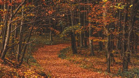 Download Wallpaper 3840x2160 Autumn Forest Trail Leaves Fallen Trees Turn 4k Uhd 169 Hd
