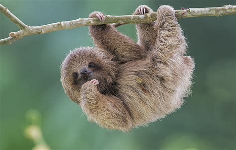 Hd Wallpaper Three Toed Sloth Wallpaper Flare