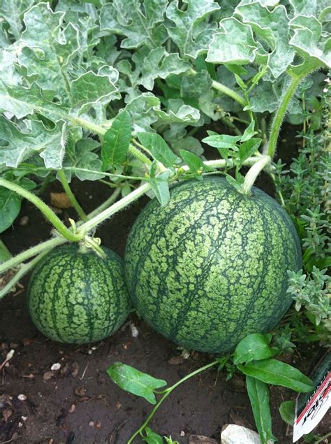 watermelon growing in the garden with text overlay that reads 5 vegetable vines for your garden
