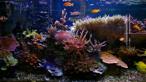 Aquarium Fish Tank Wallpapers Top Những Hình Ảnh Đẹp