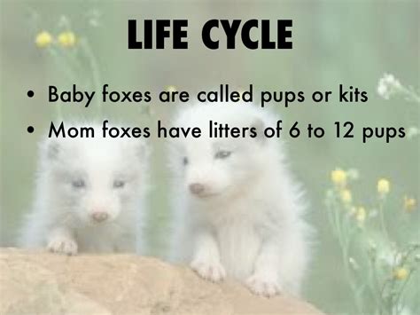 Arctic Fox Life Cycle Stages