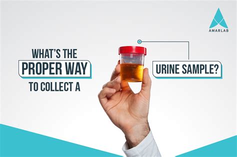 Whats The Proper Way To Collect A Urine Sample Amarlab Blog