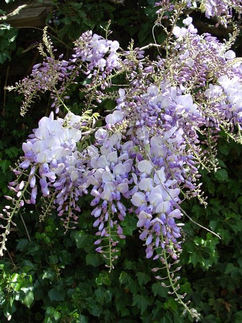 Climbing Vine Flowers Purple · Free Photo On Pixabay