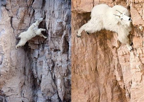 Why Do Mountain Goats Seem To Defy Gravity As They Scale A Sheer Wall