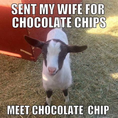 Pin By Anna Homb On Cuteness 2 Goats Goats Funny Funny Animal Memes