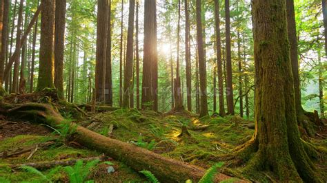 Green Forest Timelapse Free Stock Footage Youtube
