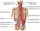 Si Joint Core Muscles Images