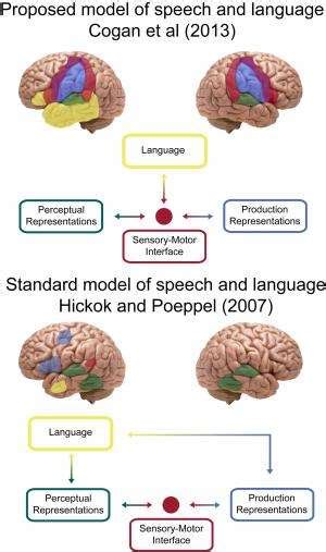 Study Speech Processing Requires Both Sides Of Our Brain