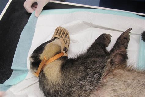 Rescue And Release Of A Snared Badger Somerset Badger Group