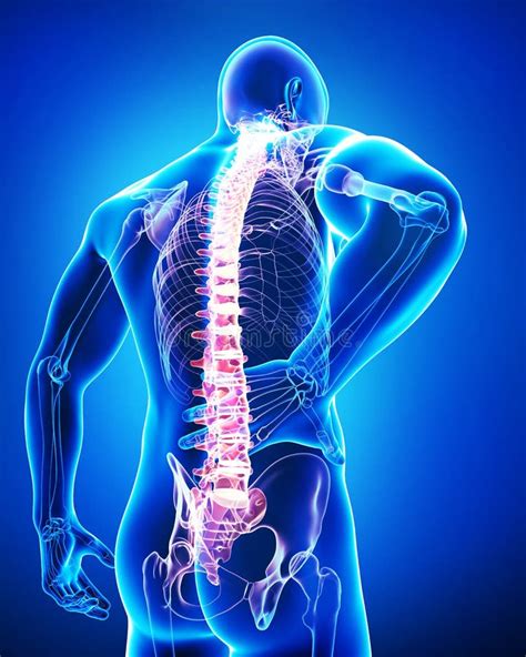 Back View Of Anatomy Of Male Back Pain In Blue Stock Illustration