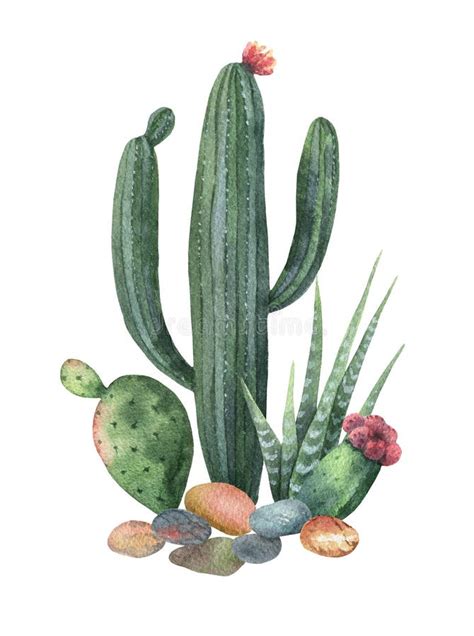 Watercolor Collection Of Cacti And Succulents Plants Isolated On White