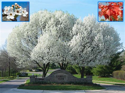 Flowering Trees In North Texas Texas Top 5 Summer Flowering Trees