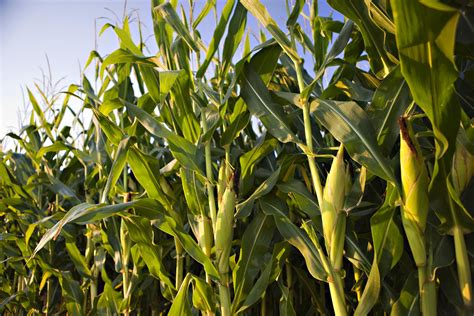 Corn Crop Planting And Harvest Seasons