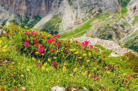 Mountain Flowers And Pine Dolomites Italy Stock Image Image Of