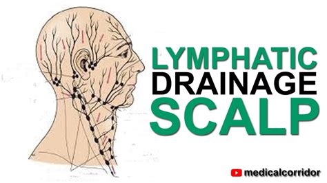 Lymphatic Drainage Of The Scalp Youtube