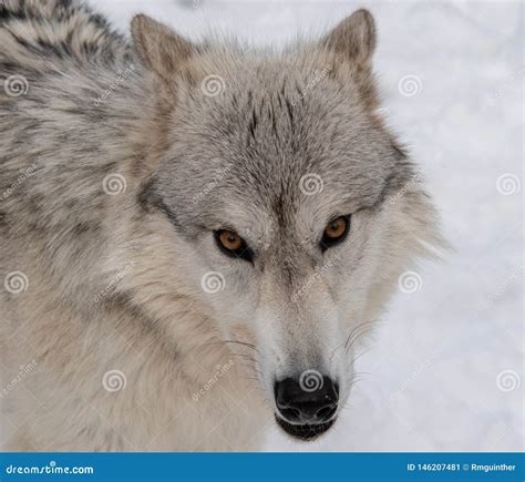 A Timber Wolf Staring Directly Into My Camera Stock Image Image Of