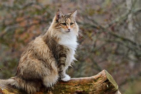 Forest Cat In Norwegian Cat Meme Stock Pictures And Photos